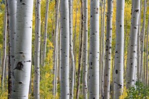 Birch Trees in Fall