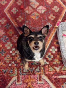 A well-groomed happy dog looking up at the camera