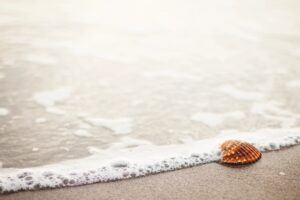 Seashell on the seashore