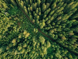 Trees from above