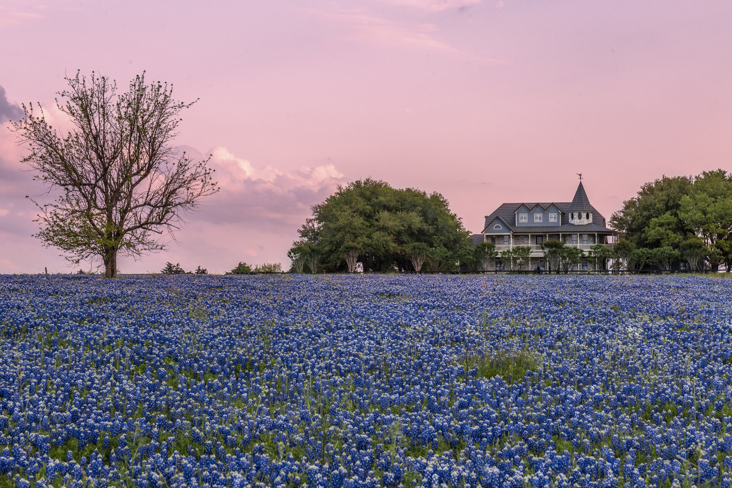 Bluebonnets field house Pink sky Texas